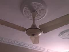 Pak Fan Ceiling Fan