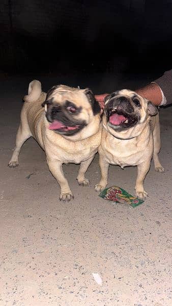 PUG DOG PAIR FOR SALE FINAL PRICE - 90,000 0