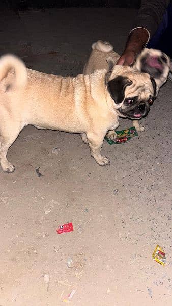 PUG DOG PAIR FOR SALE FINAL PRICE - 90,000 1