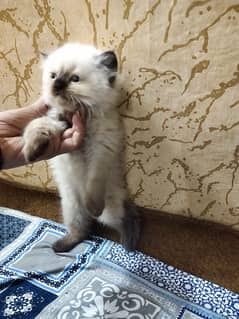 Himalayan-Persian mix innocent trend triple coded