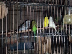 2 pairs of exhibition king siz ful breeder pair