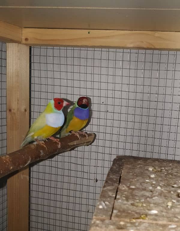 Lady Gouldian green back and yellow back males 1