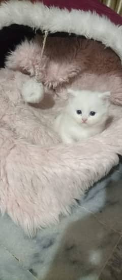 2 months old persian kitten