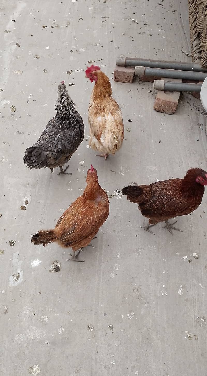 MashAllah full Eggs dene wali healthy and active 4 Hens for sale. 0