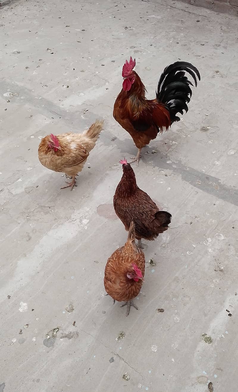 MashAllah full Eggs dene wali healthy and active 4 Hens for sale. 4