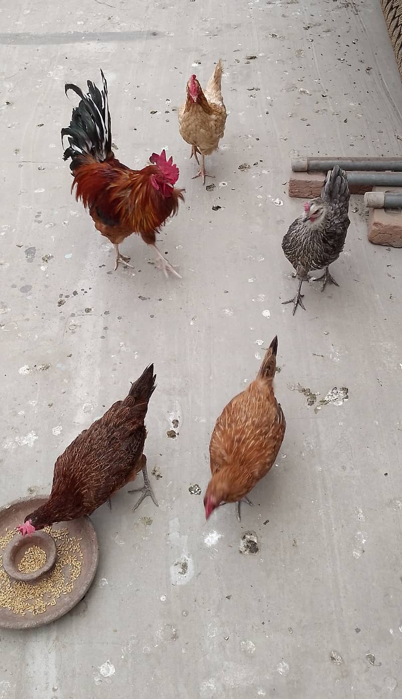 MashAllah full Eggs dene wali healthy and active 4 Hens for sale. 7