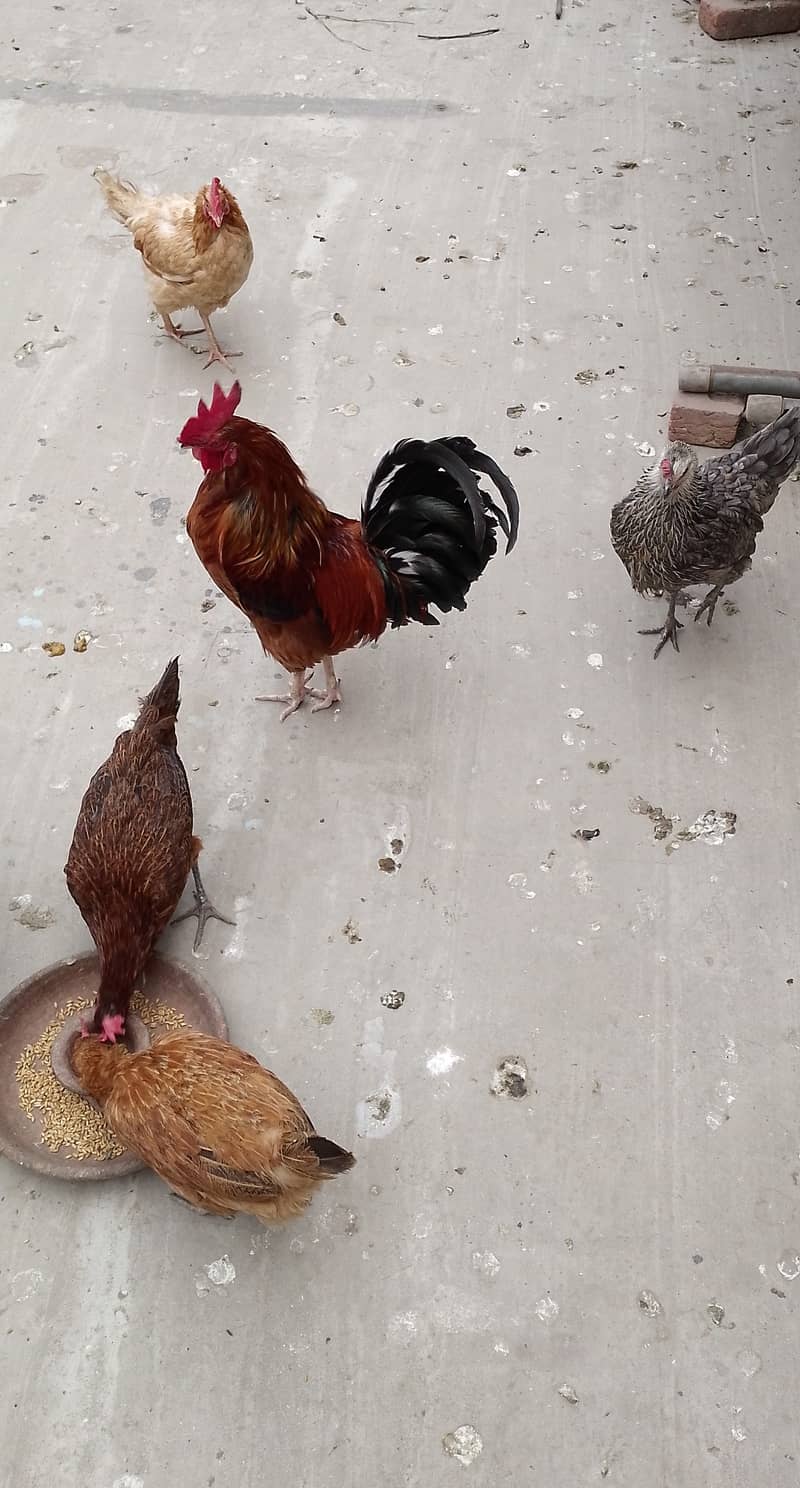 MashAllah full Eggs dene wali healthy and active 4 Hens for sale. 9