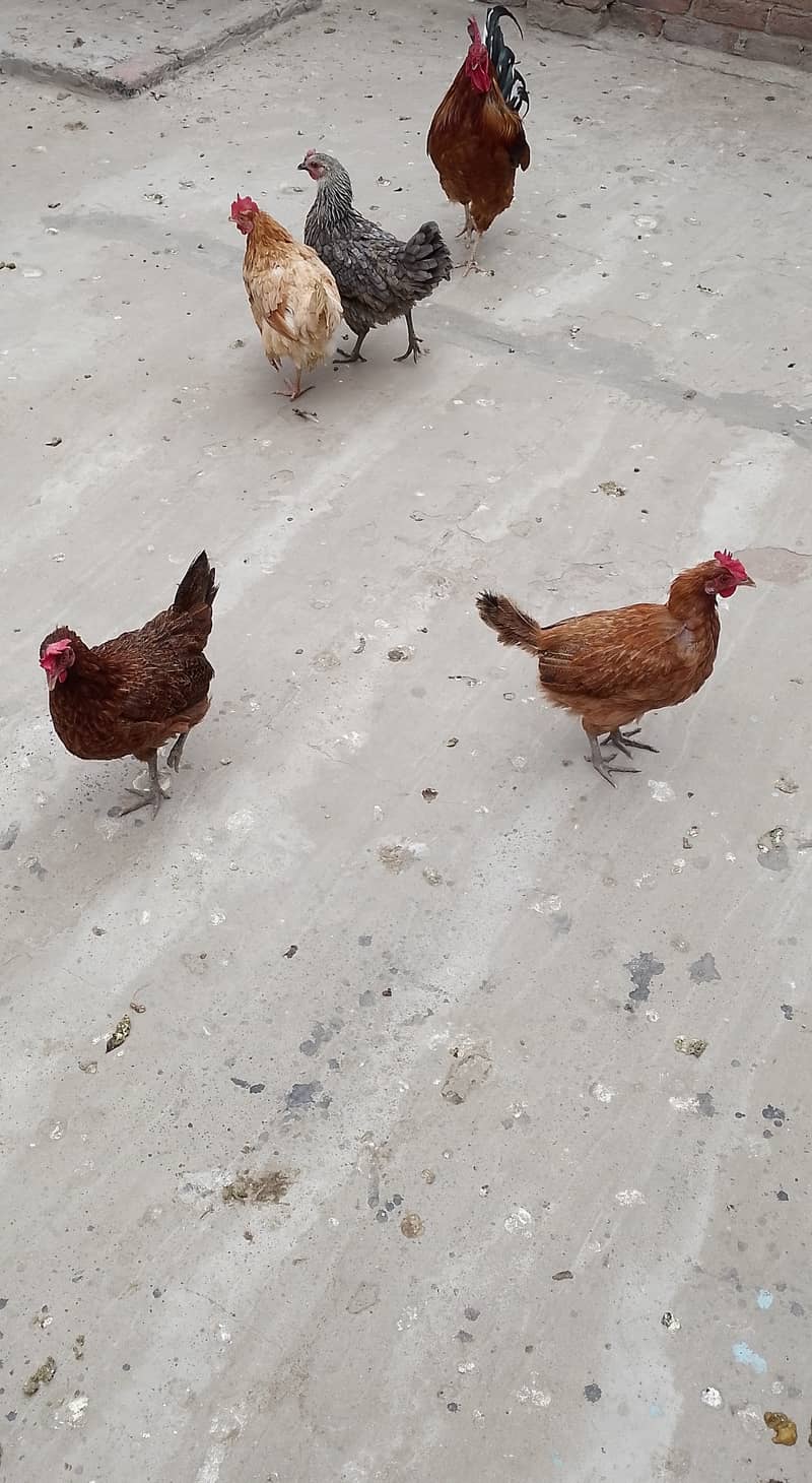 MashAllah full Eggs dene wali healthy and active 4 Hens for sale. 10