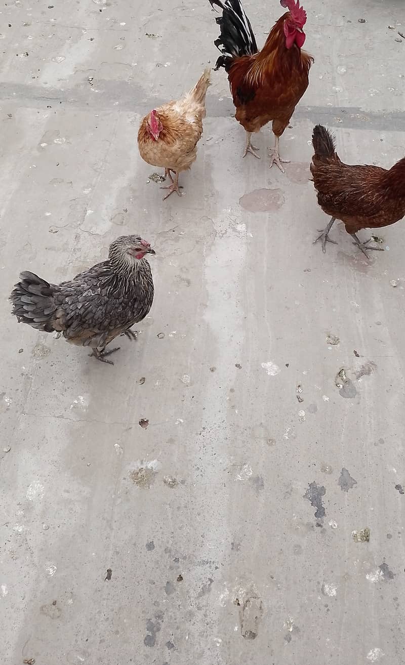 MashAllah full Eggs dene wali healthy and active 4 Hens for sale. 12