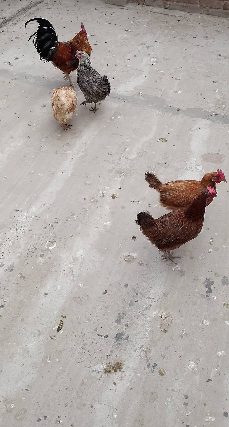 MashAllah full Eggs dene wali healthy and active 4 Hens for sale. 13