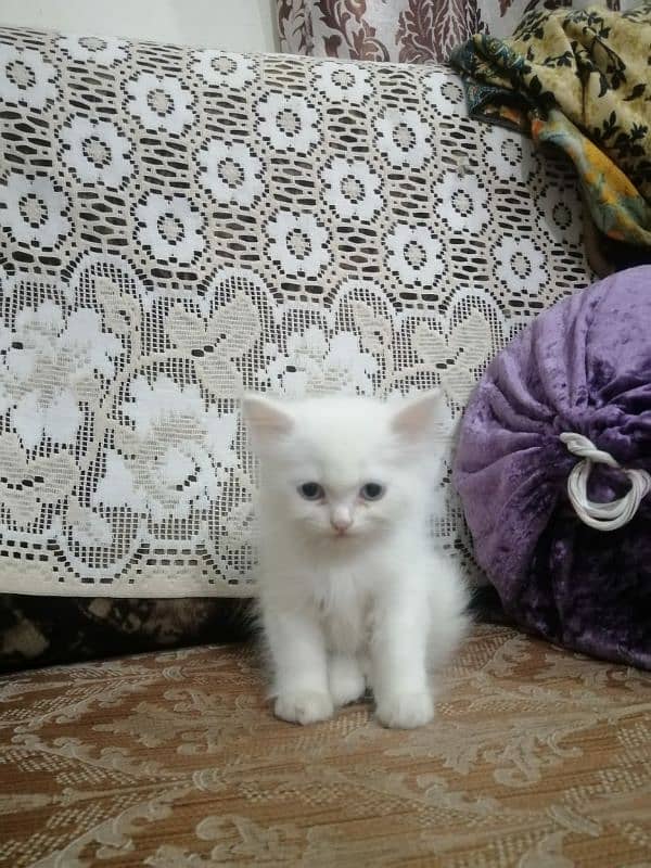 Blue eye Persian kitten for sale 0