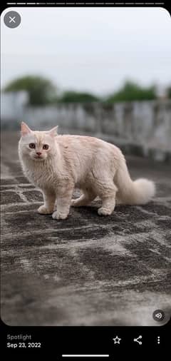 Persian Cat