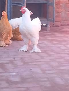 4500pir pic Golden aur white Brahma