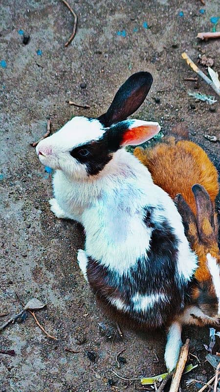 rabbits with baby 1