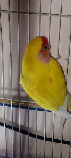 lutino love bird red eye