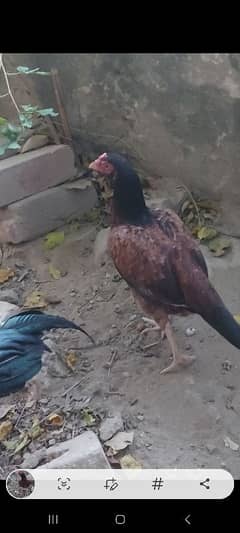 Pure Amroha Hens