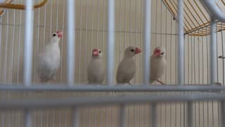 White Java Finches