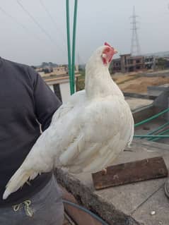 Paper White High Quality Aseel Hen