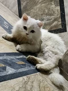 white Persian male for sale