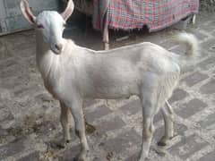 white bakra