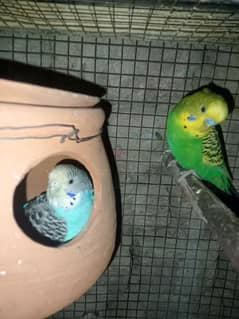 Australian parrots healthy and active