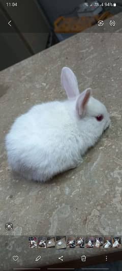 Rabbit baby male and female,