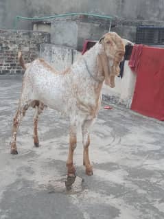 mekhichena male for goat cross