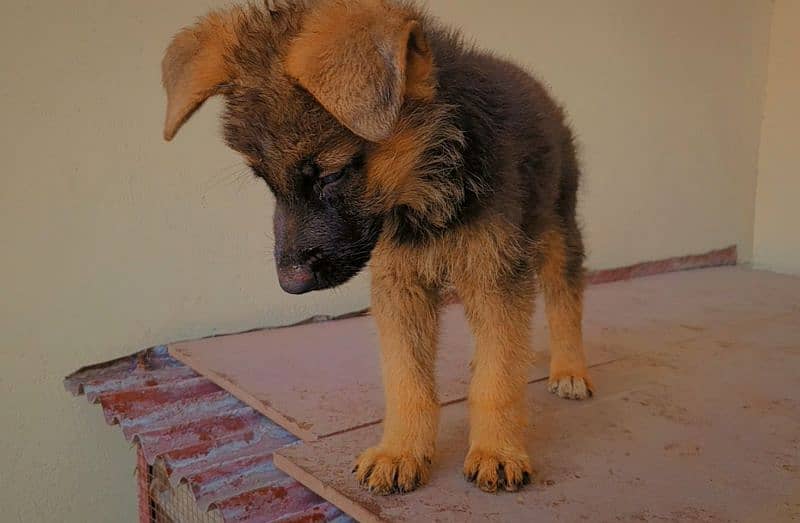 German shepherd male puppy available for new home 2