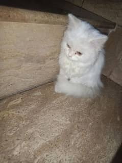 1 persian kitten silk white