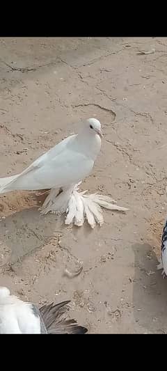 Fancy pigeon point