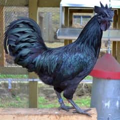 I love ayam cemani