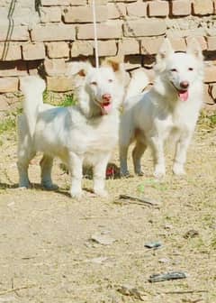 Pure Russian Pair mene dog zero saiz full Security gard