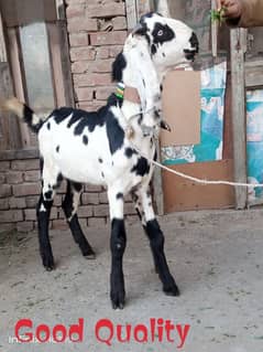 Desi Bakra