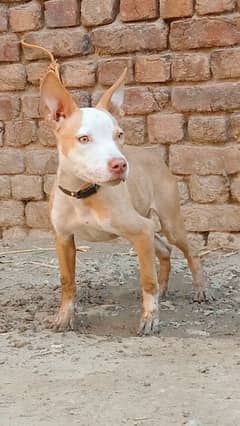 Exchange Pitbull papi female with 100% pure galtr pair