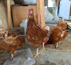 Healthy Lohmann Brown Hens