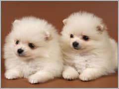 Pomeranian puppies available