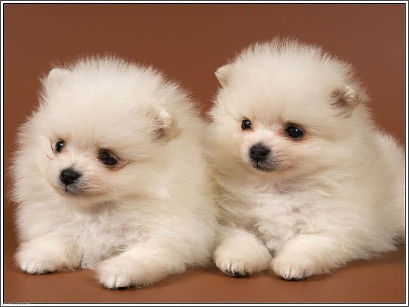 Pomeranian puppies available 0