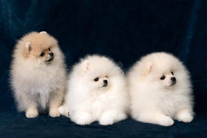 Pomeranian puppies available 1