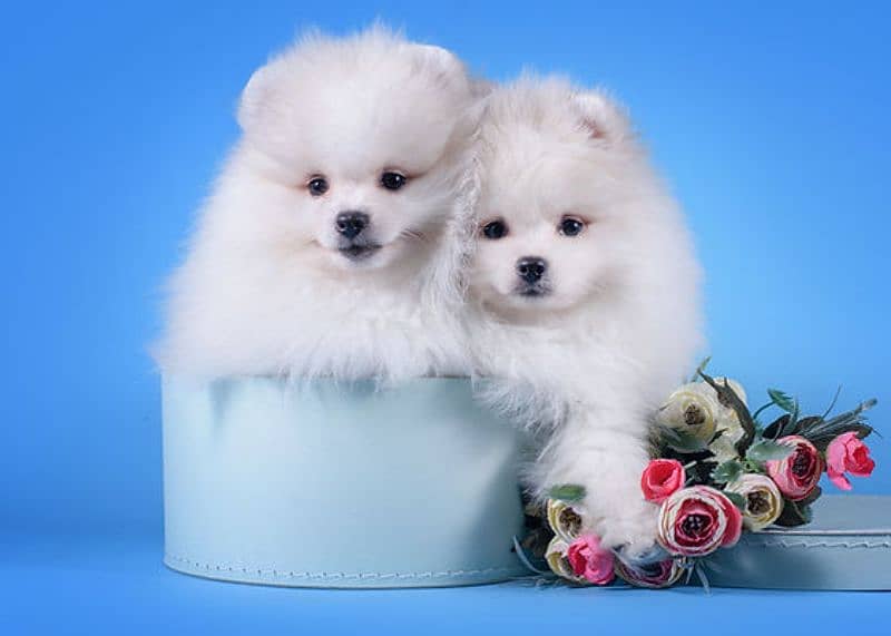 Pomeranian puppies available 2