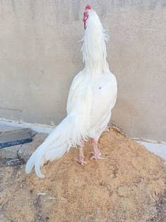 HEERA PAPER WHITE BREEDER MALE