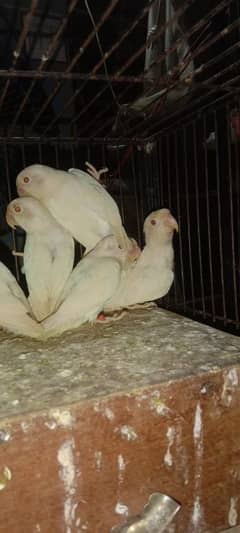 Albino black red eyes  breeder pair available