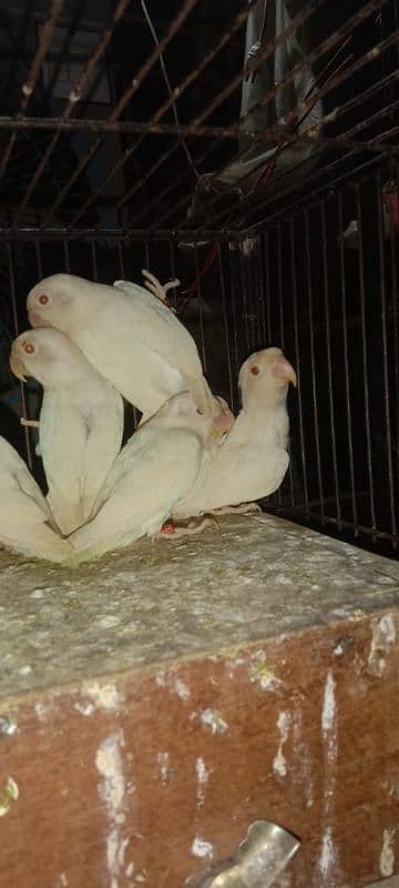 Albino black red eyes  available 0