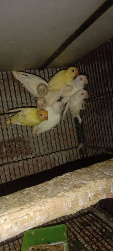 Albino black red eyes  available 1