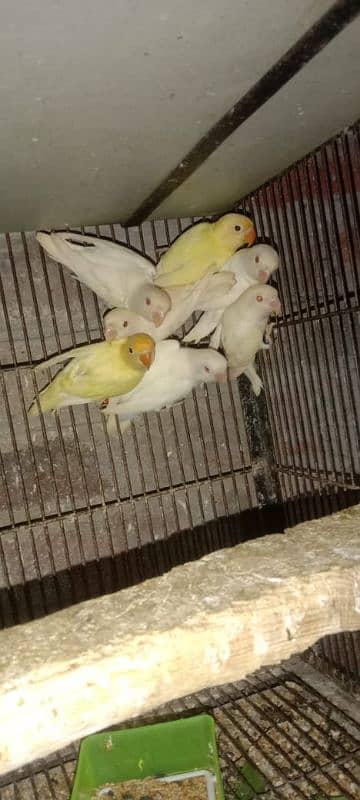 Albino black red eyes  available 2