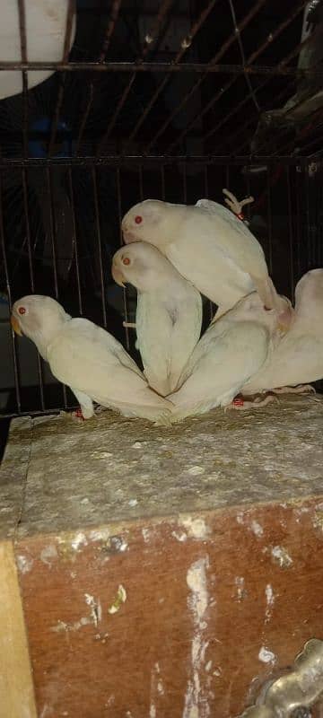 Albino black red eyes  available 3