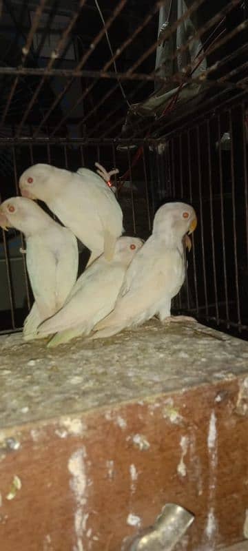 Albino black red eyes  available 4