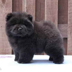 Chow chow black female puppy available