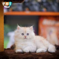 Persian Kitten | White Odd Eyes | Top Quality Kittens | Grey Kitten