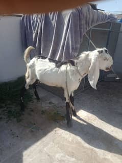 punjabi bakra aando