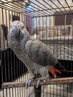 African Grey Male